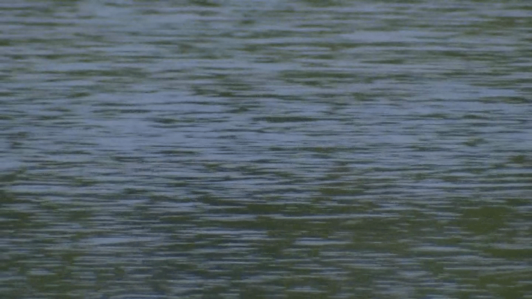 Banned invasive ‘noxious weed’ found in Illinois waterway, alert warns – NBC Chicago