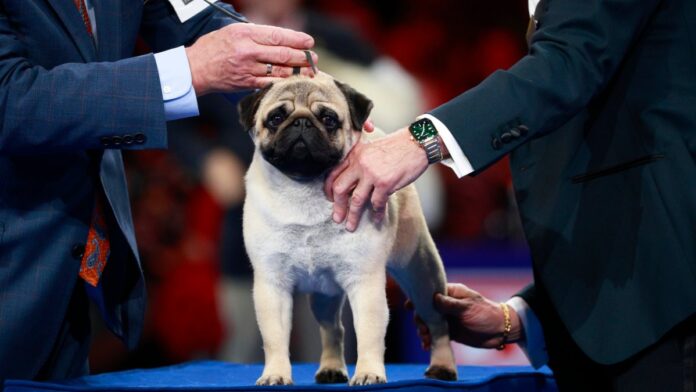 How winner Vito the pug made history – NBC 6 South Florida