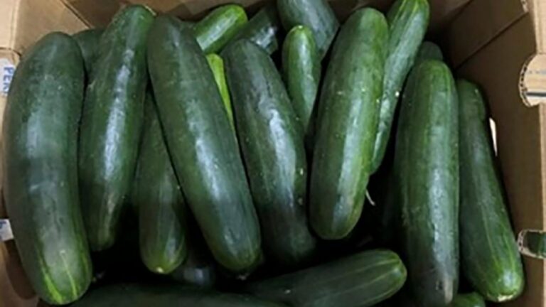 Cucumbers sold in Illinois, recalled for Salmonella – NBC Chicago