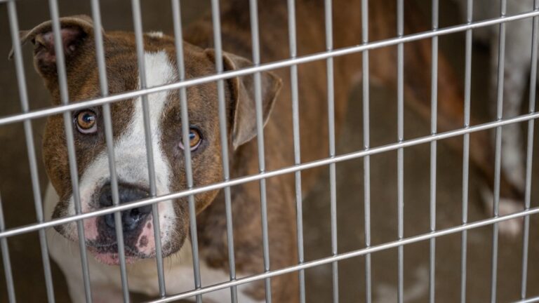 Dozens of animals dumped outside Humane Indiana shelter weekly – NBC Chicago