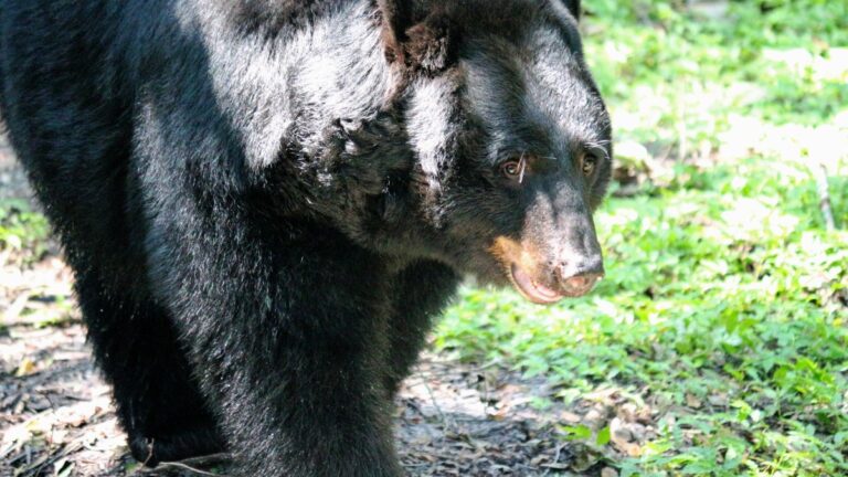 Florida could have first sanctioned bear hunt in nearly a decade – NBC 6 South Florida