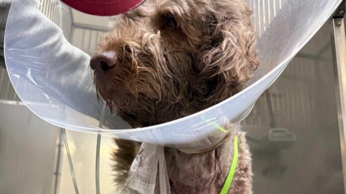 Neighbor shoots 1-year-old Goldendoodle, sparking outrage – NBC 6 South Florida