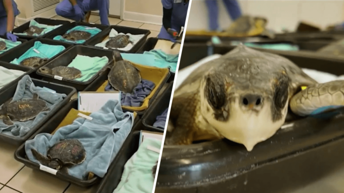 Sea turtles from New England flown to Florida Keys to warm up – NBC 6 South Florida