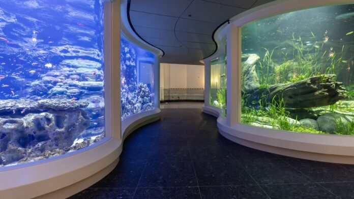 Shedd Aquarium to debut renovated rotunda space – with two massive tanks – NBC Chicago