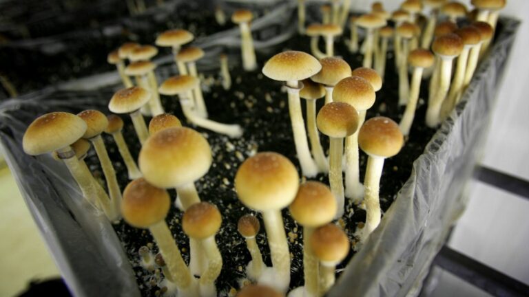 Some Illinois lawmakers push for psilocybin legalization for mental health treatment – NBC Chicago