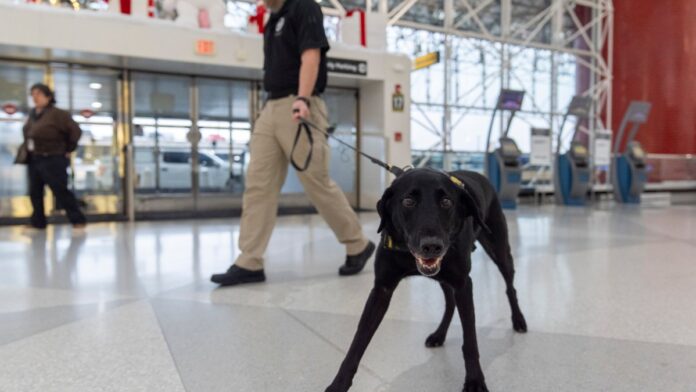 TSA unveils 2025 canine calendar – NBC4 Washington