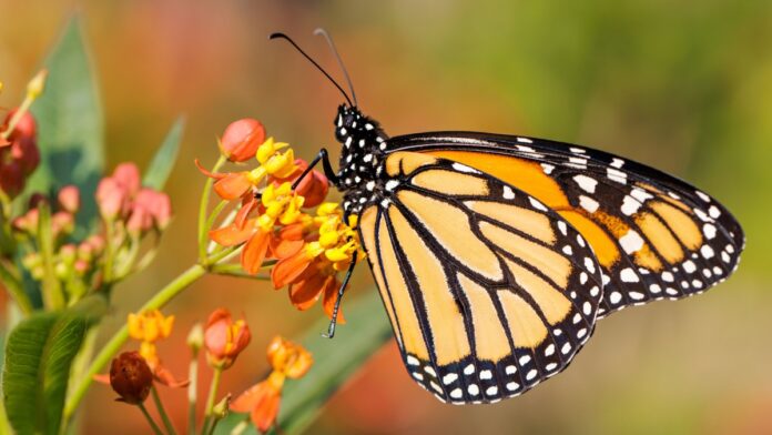 US to add the monarch butterfly to threatened species list  – NBC Chicago