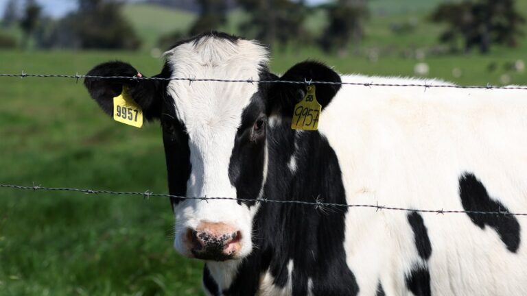 USDA orders testing of milk for bird flu – NBC 6 South Florida