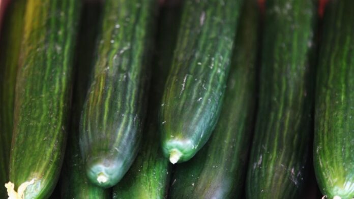 Which cucumbers to look for and where – NBC Chicago