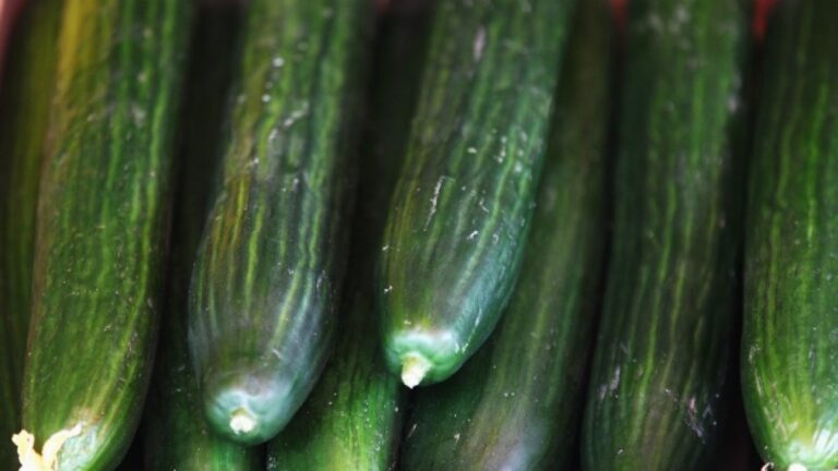 Which cucumbers to look for and where – NBC Chicago