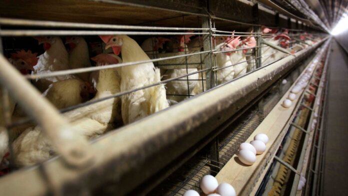 Wisconsin reports first human case of bird flu – NBC Chicago