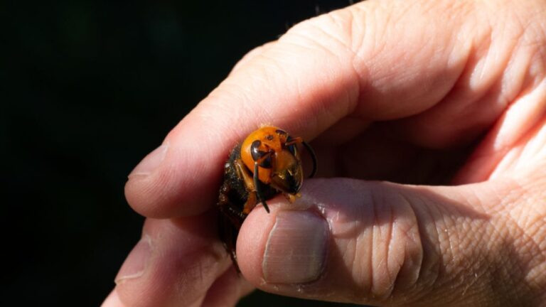 ‘Murder hornet’ eradicated from the US, officials announce – NBC Chicago